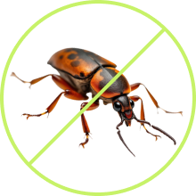 Bed Bugs
